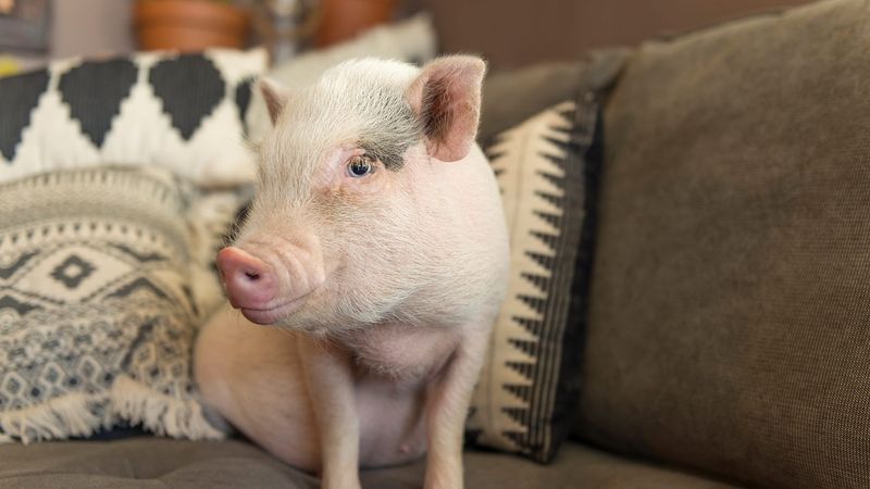 Pip the Pig