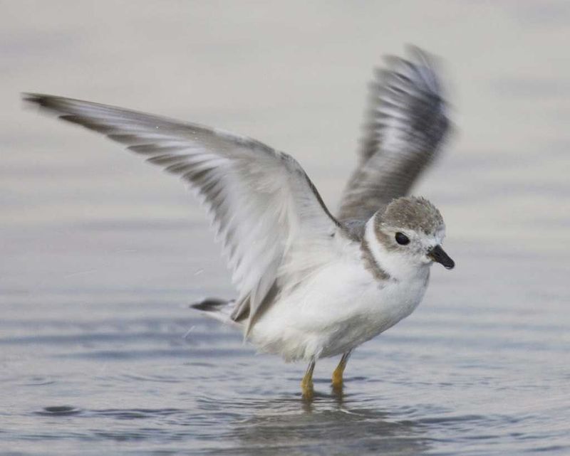 Piping Plover