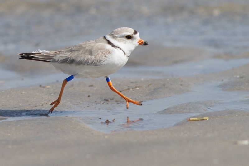 Piping Plover