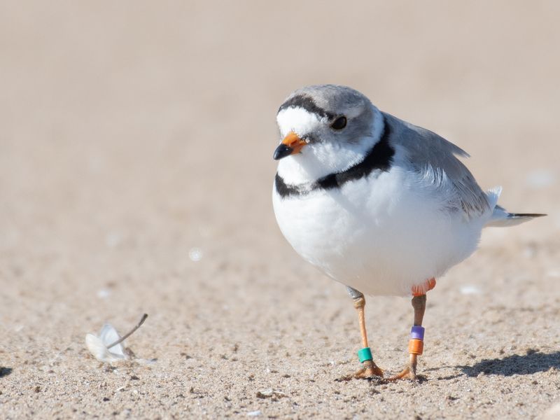 Piping Plover