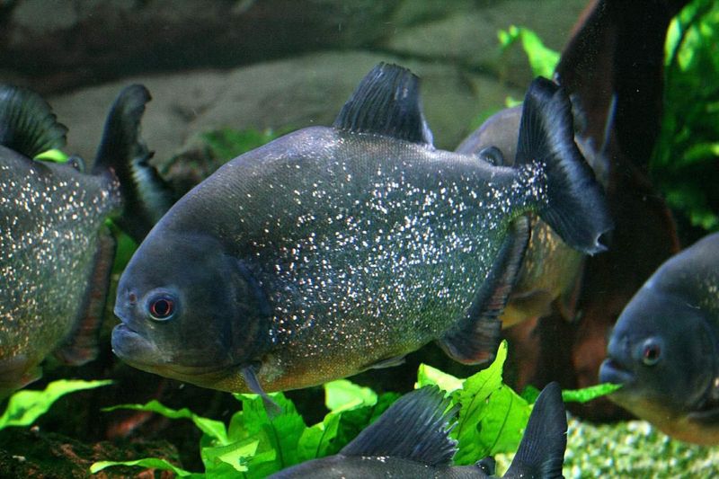 Piranha