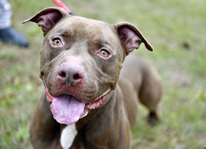 Pit Bull Becomes Lifeline for Elderly Neighbor