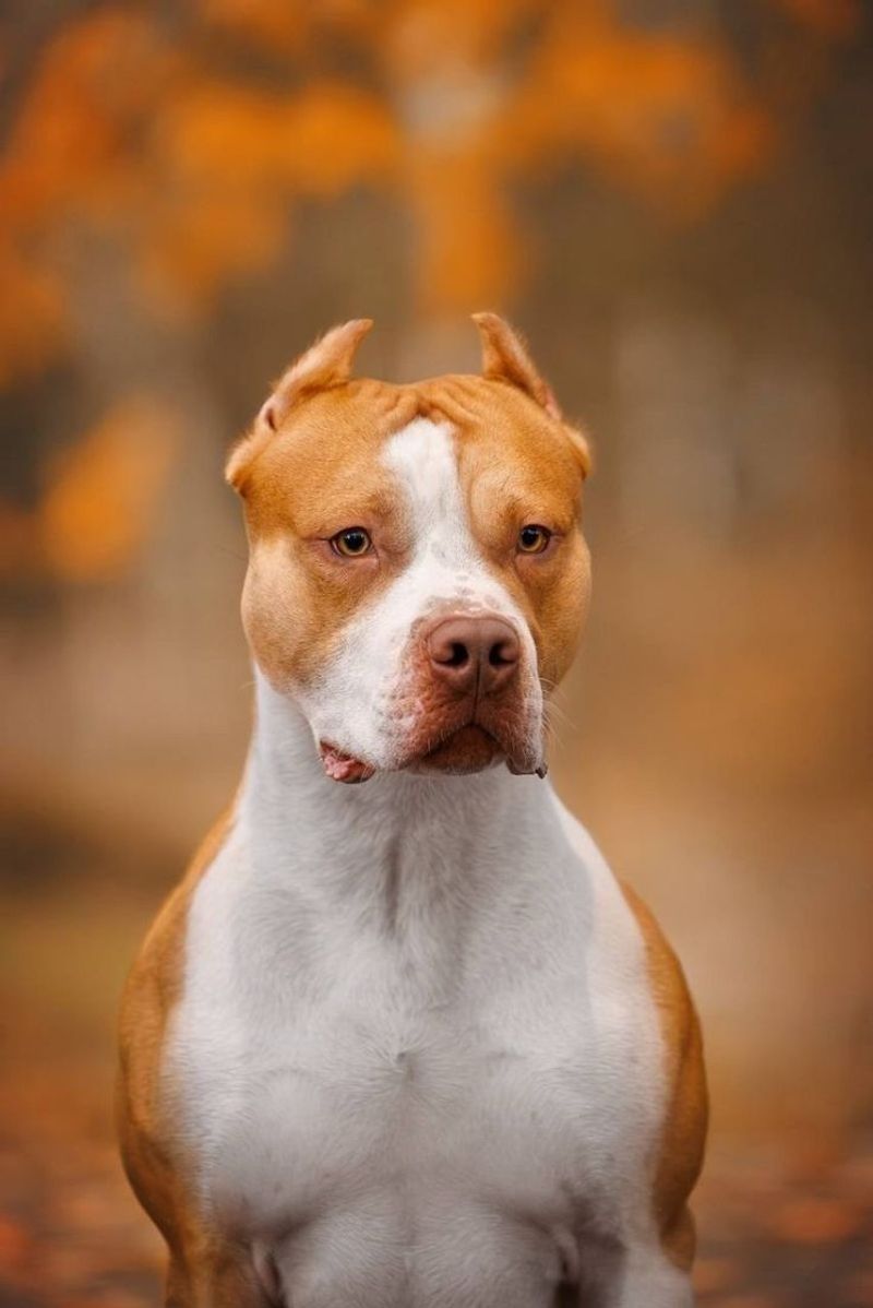 Pit Bull Terrier