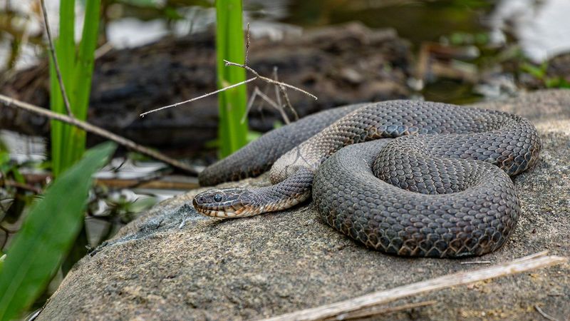 Plain-bellied Water Snake