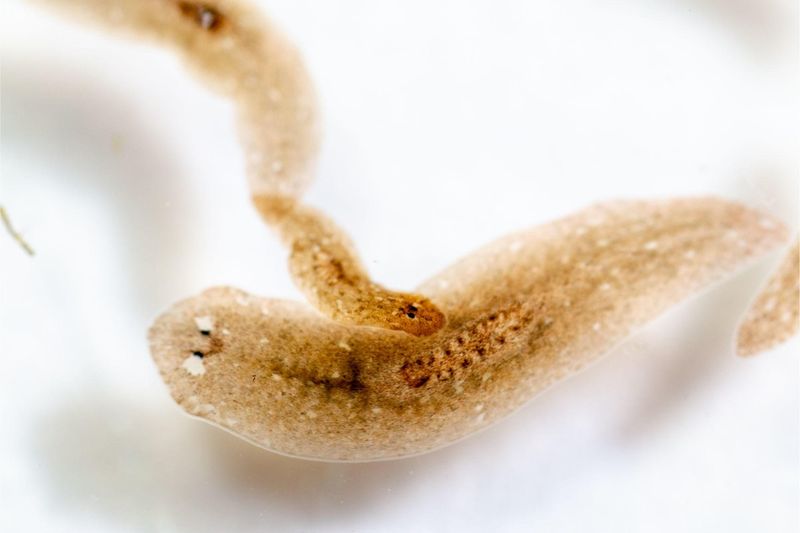 Planarian Worm