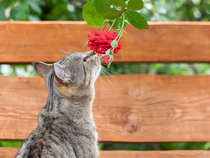 Plants with Thorns