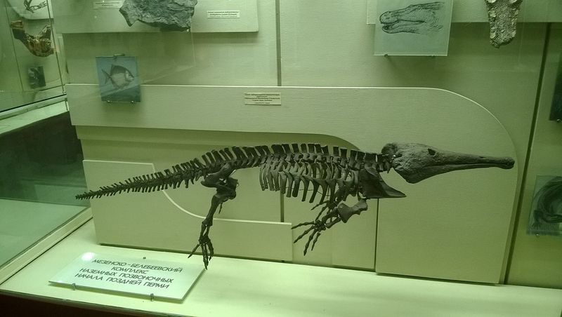 Platyoposaurus stuckenbergi