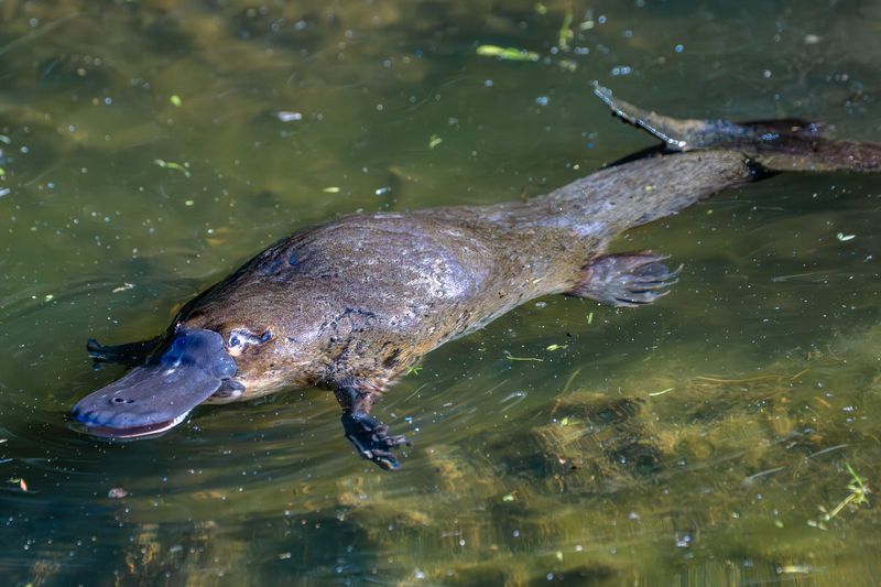 Platypus