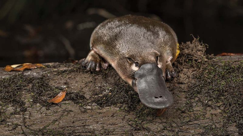 Platypus's Electrolocation