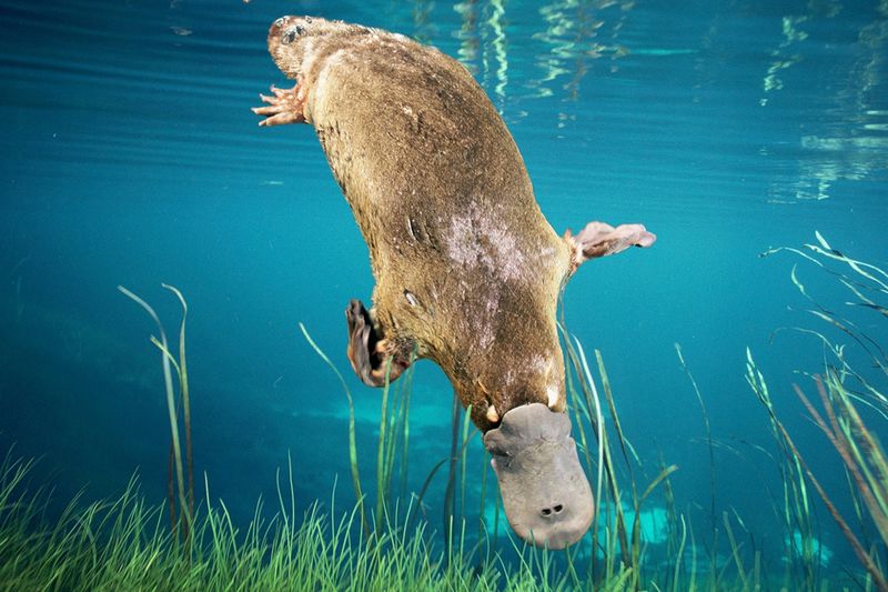 Platypus