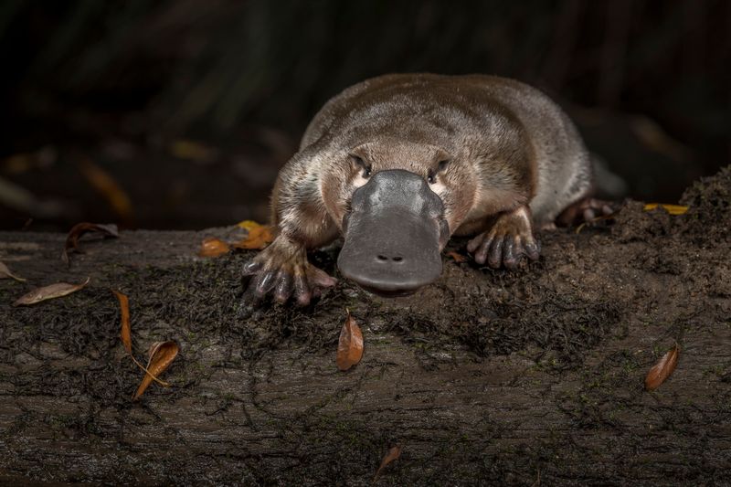 Platypus