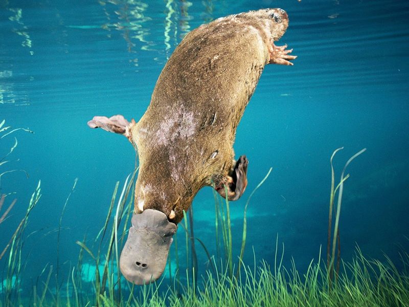 Platypus's Electroreception