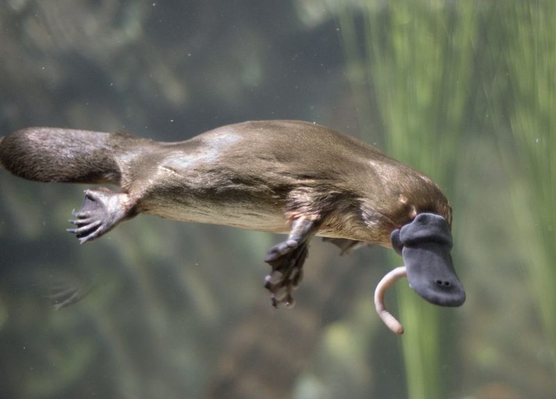 Platypus Electroreception