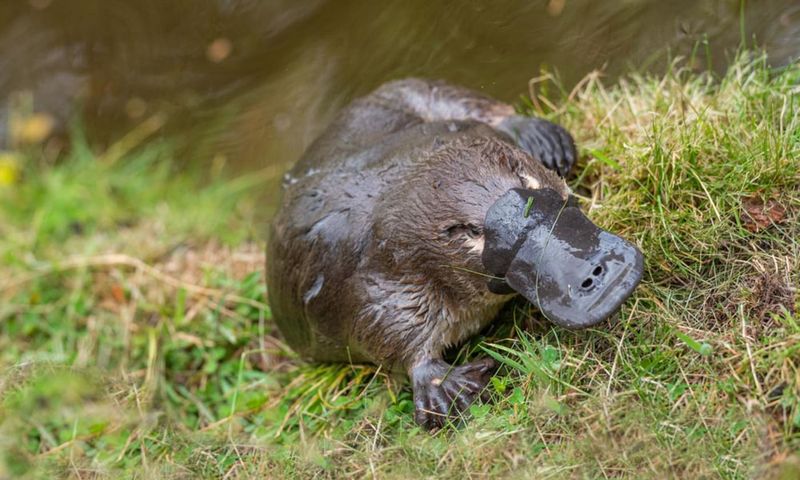 Platypus Electroreception