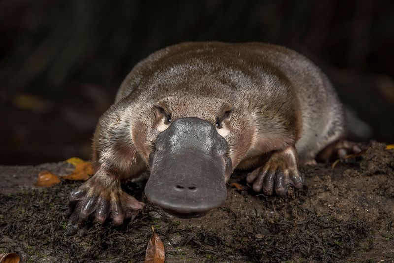 Platypus: Sensory Marvel