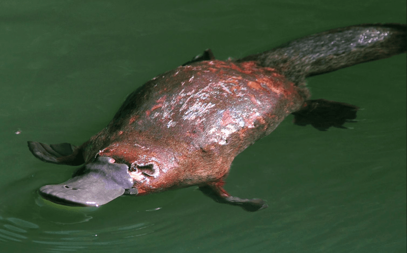 Platypus's Electroreception