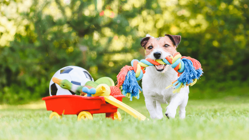 Playtime with Toys