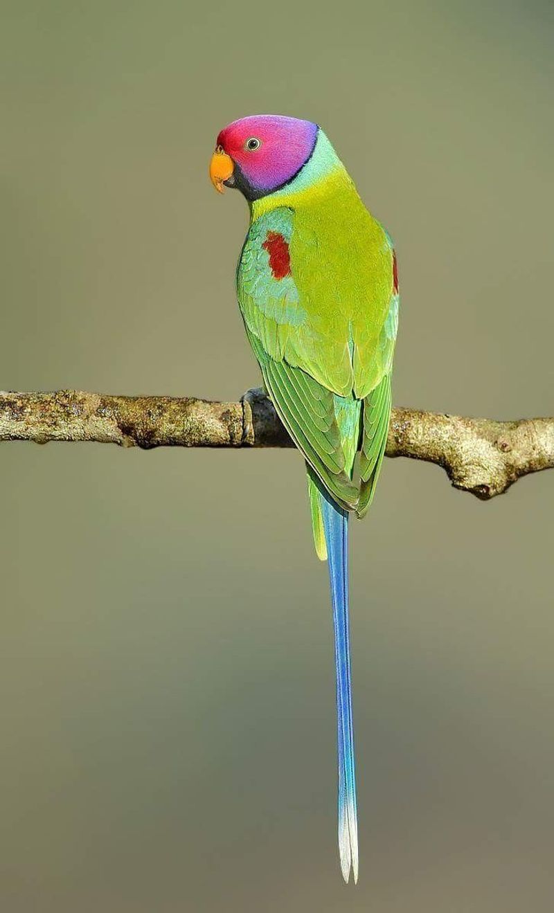 Plum-headed Parakeet