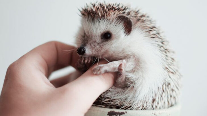 19 Pocket-Sized Pets Perfect for Apartment Living (Hedgehogs to Micro Pigs)