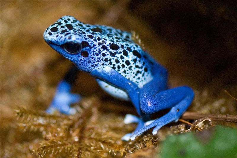 Poison Dart Frog