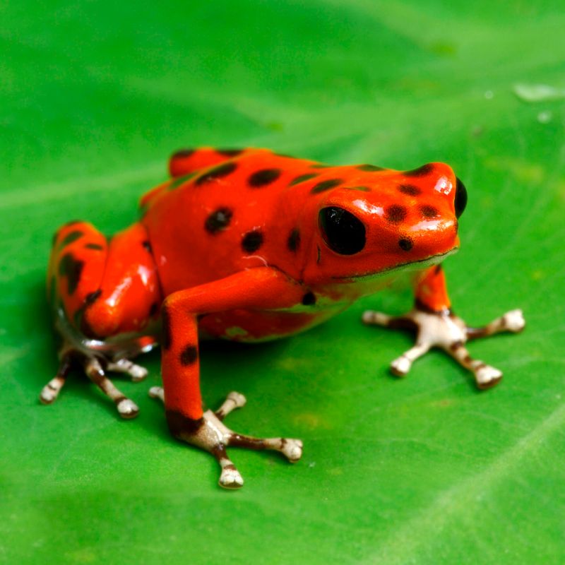 Poison Dart Frog