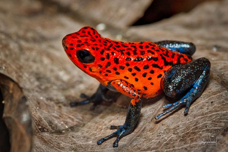 Poison Dart Frog