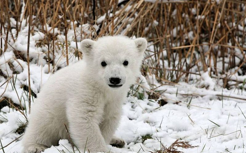 Polar Bear