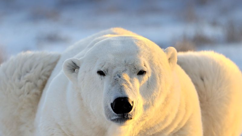 Polar Bear