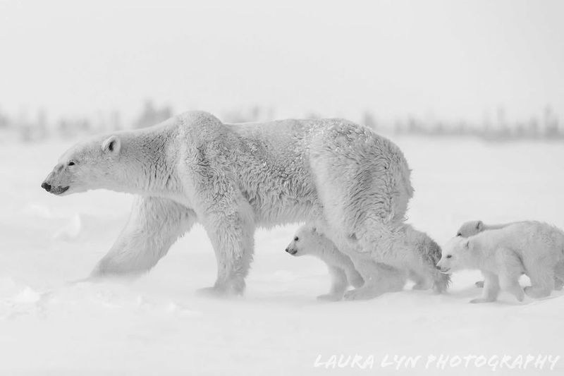 Polar Bear