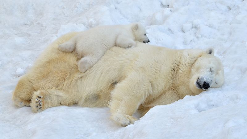 Polar Bear