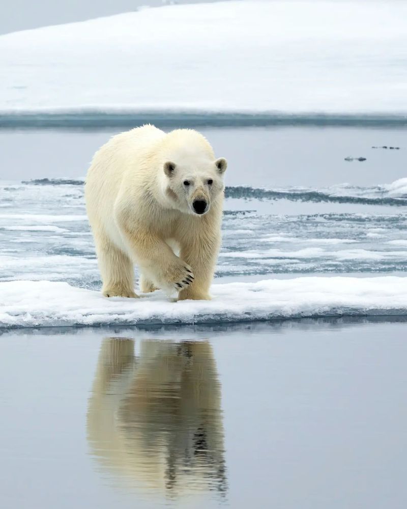 Polar Bear