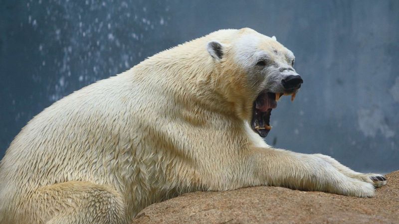 Polar Bear