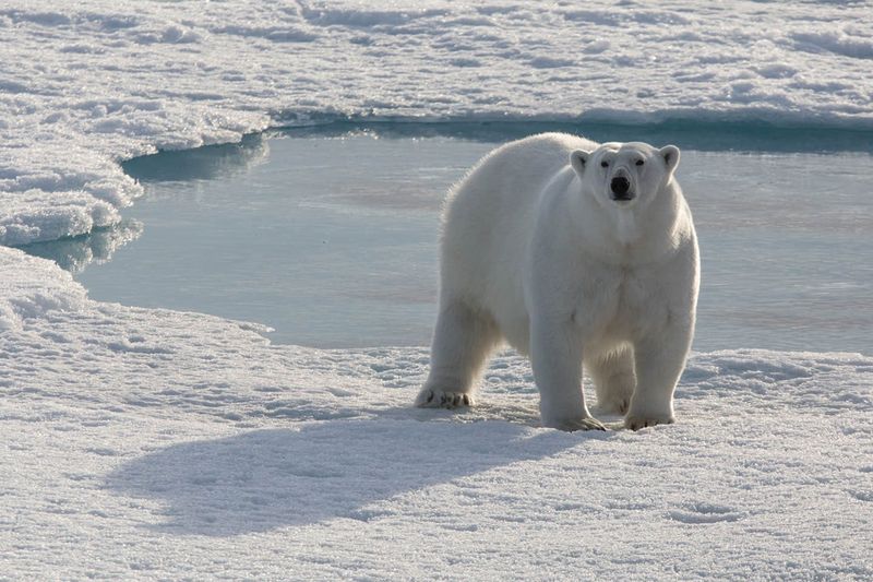 Polar Bear