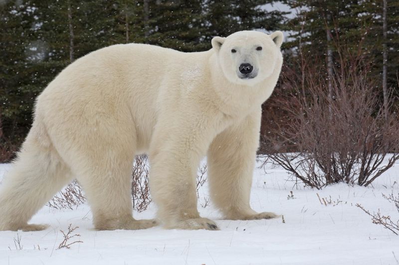 Polar Bear