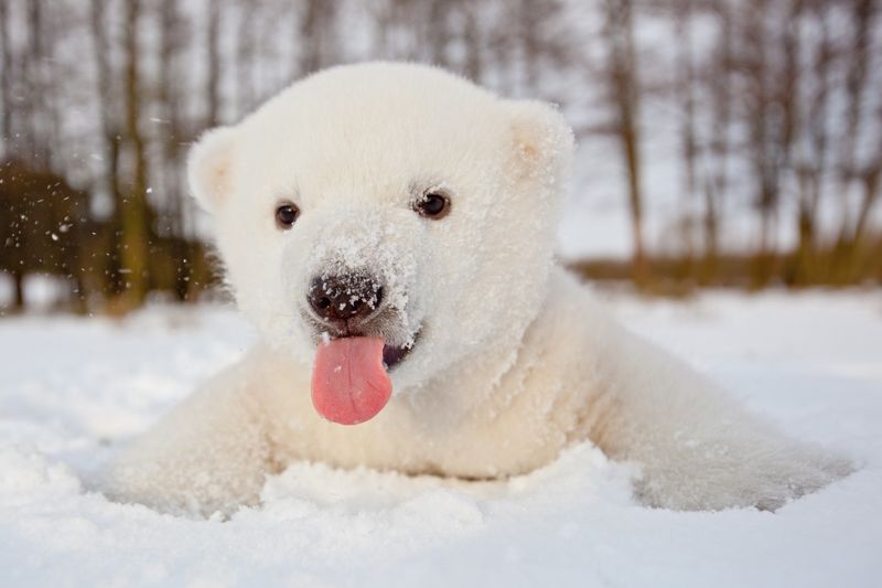 Polar Bear Cub