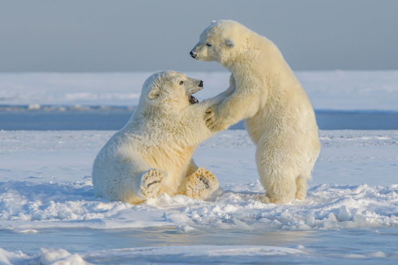 Polar Bear Cubs