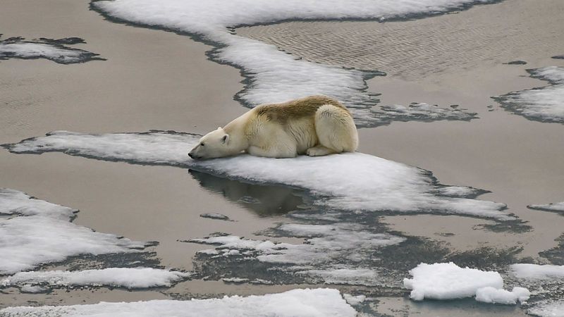 Polar Bear Habitat Loss in the Arctic