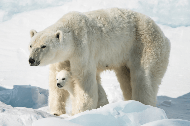 Polar Bear Safety Tips