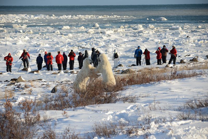 Polar Bear Watching in Canada