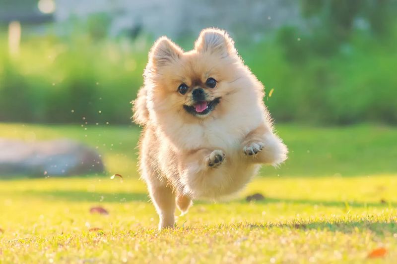 Pomeranian