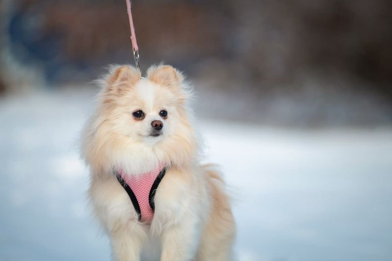 Pomeranian