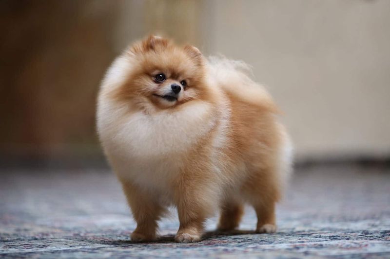 Pomeranian