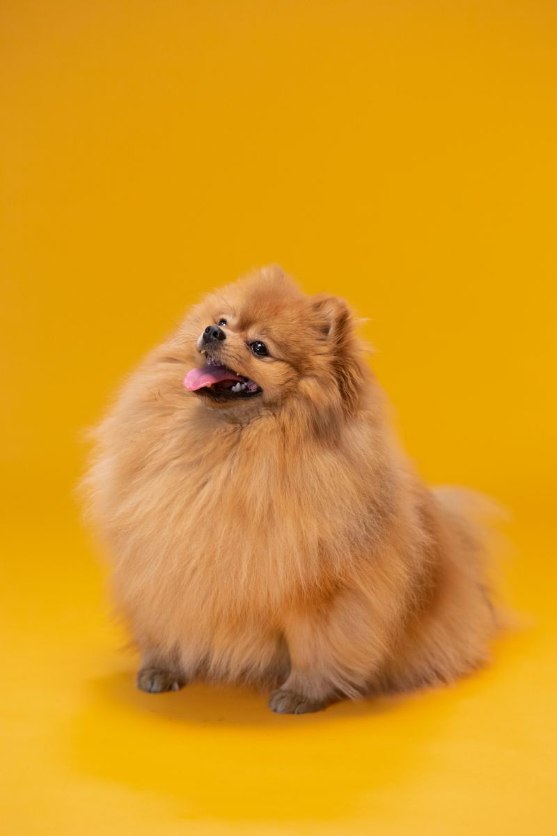 Pomeranian