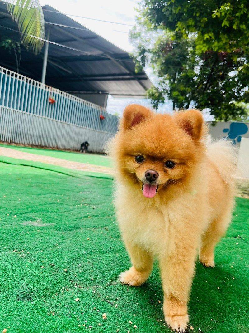 Pomeranian