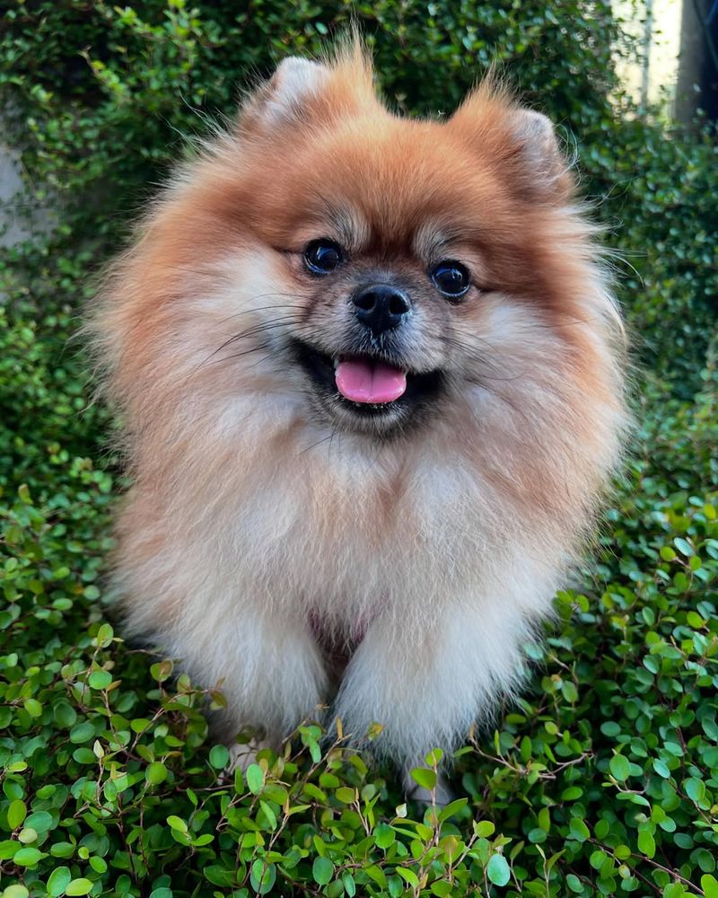 Pomeranian