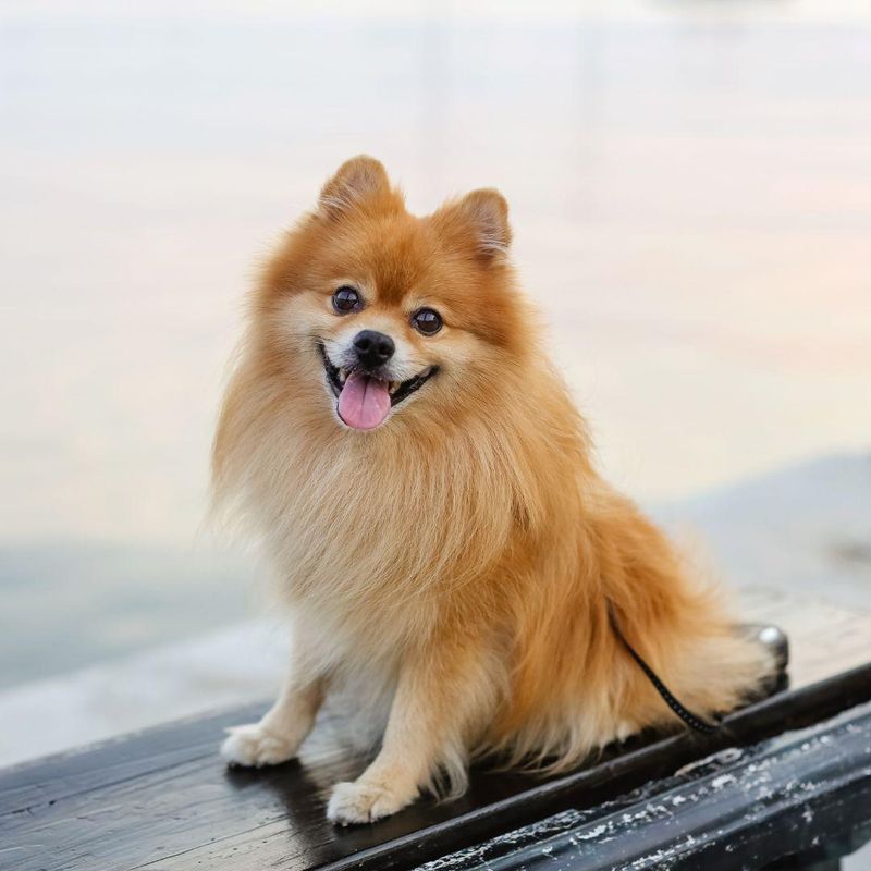 Pomeranian