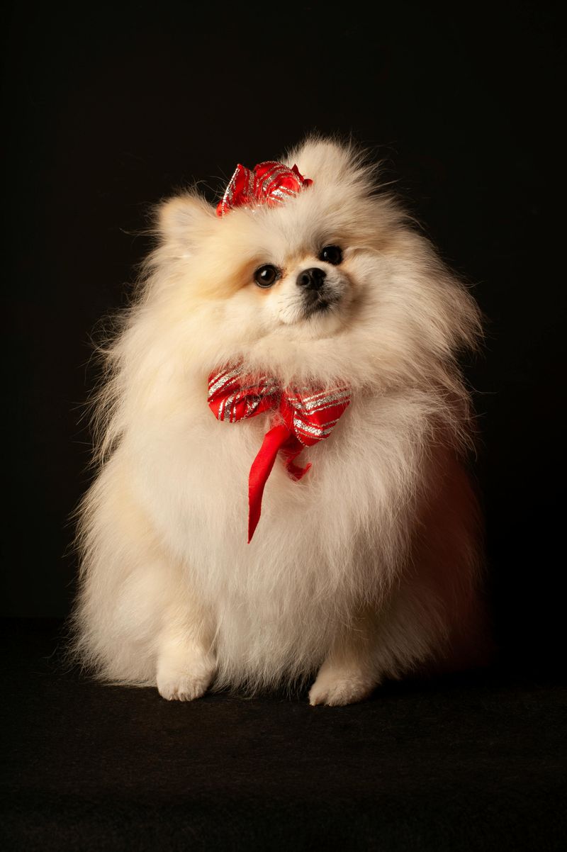 Pomeranian