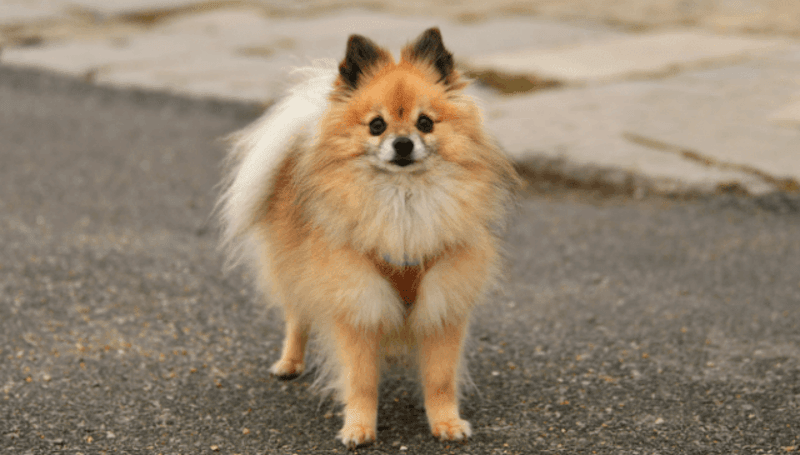 Pomeranian