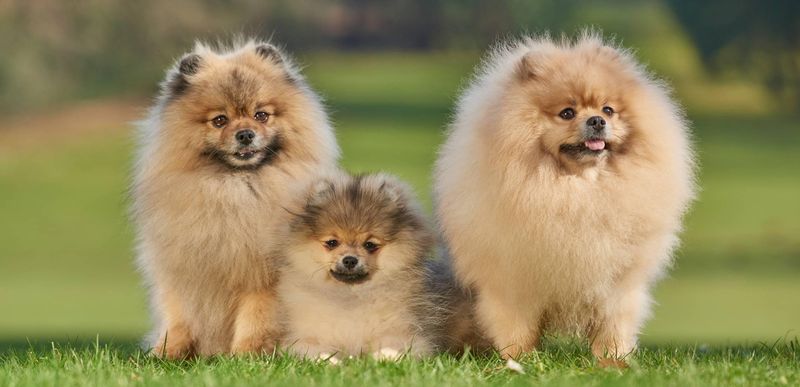 Pomeranians