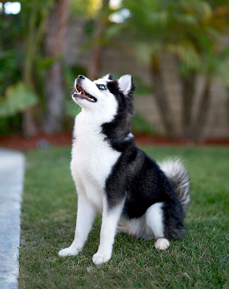 Pomsky's Vocal Nature